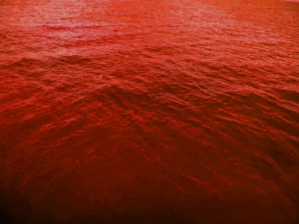 Красное море красного цвета