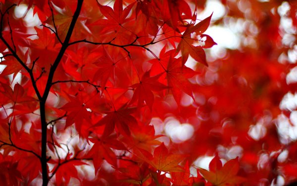Лист японского клена красный