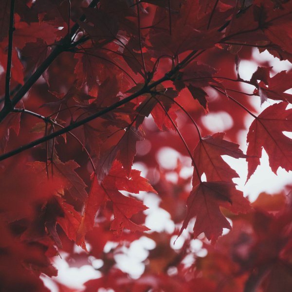 Красная осень Эстетика