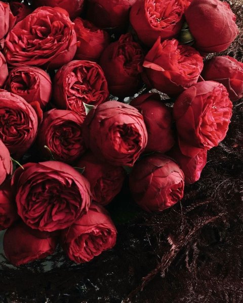 Красные пионовидные розы