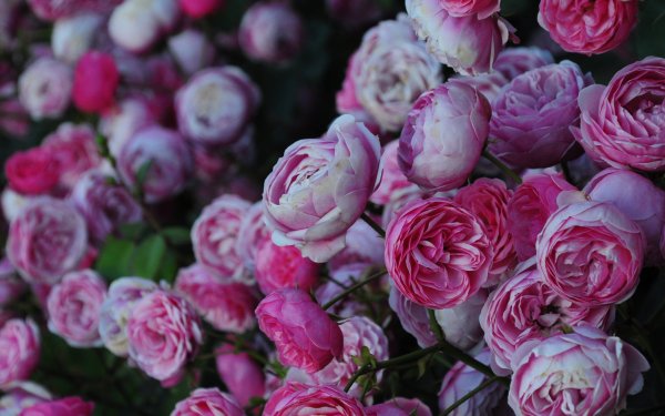 Роза кустовая пионовидная розовая