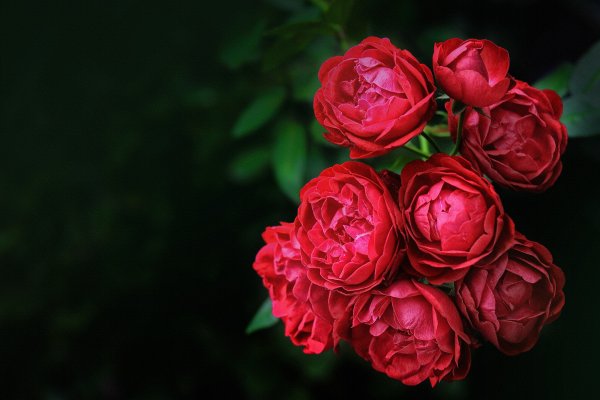 Фон красные пионовидные розы