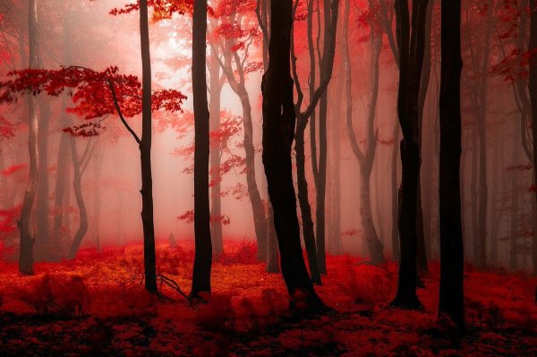 Фон красный лес аниме