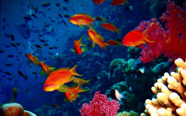 Живой риф красное море