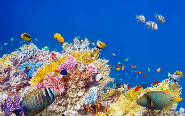 Тропические рыбки коралловый риф