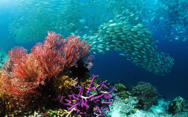 Коралловые рифы Средиземного моря