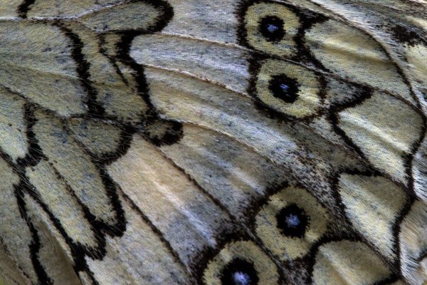 Фактура крыльев бабочки
