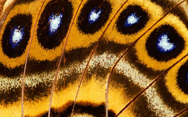 Крыло бабочки Макросъемка