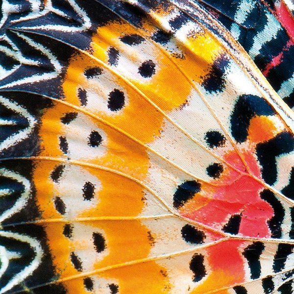 Расцветки бабочек