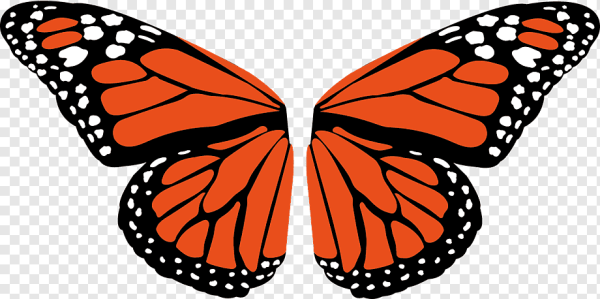Крылья бабочки на прозрачном фоне