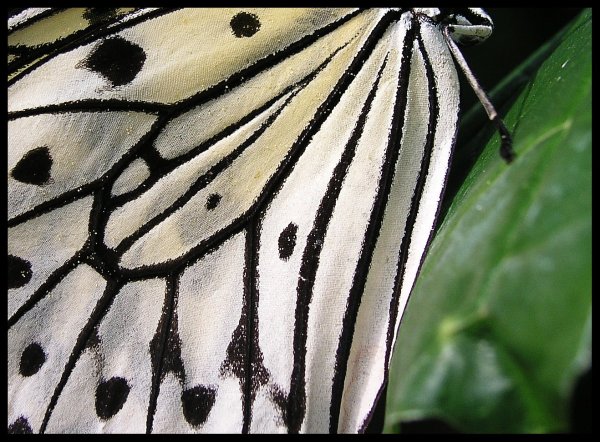Фактура крыла бабочки