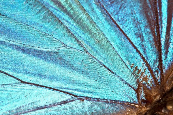Крыло бабочки текстура