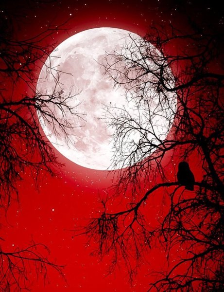 Красная Луна Бенджамин Перси