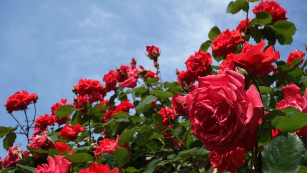 Фон кусты красных роз