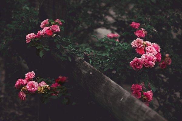 Кусты роз в саду