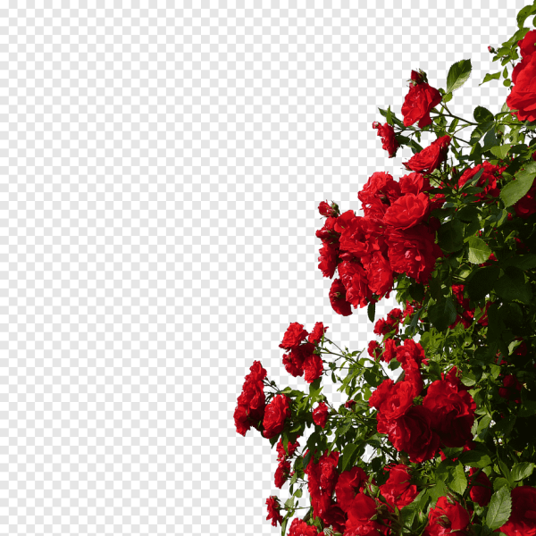 Куст плетистой розы