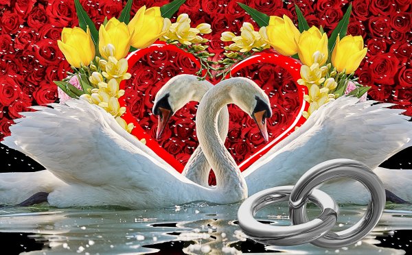 Лебеди свадьба