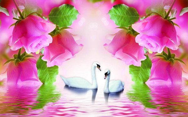 Лебеди цветы