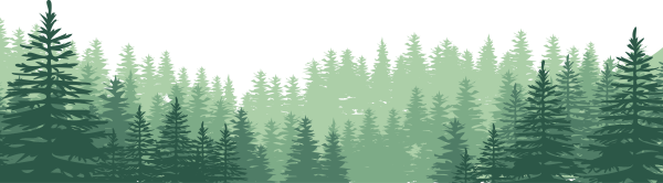 Сосновый лес на белом фоне