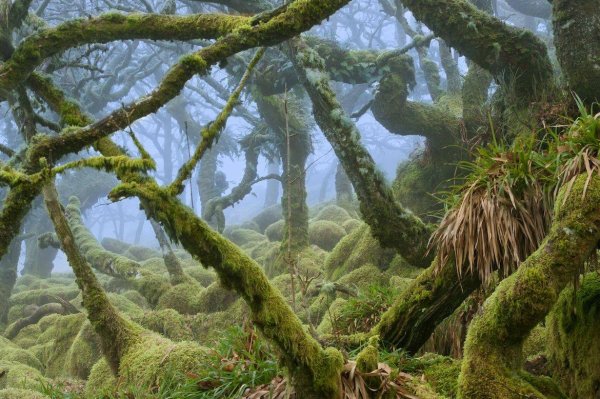 Тропический лес Dartmoor
