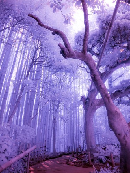 Пурпурный лес