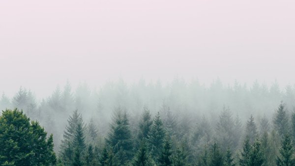 Лес в тумане градиент