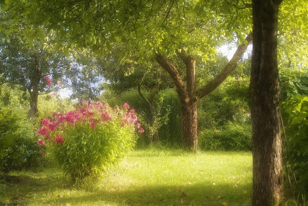 Солнечная Поляна с деревом