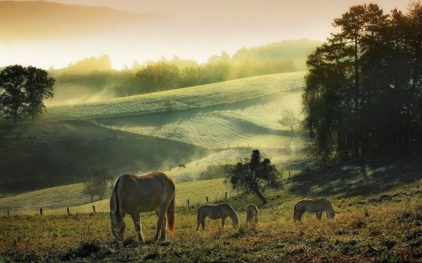 Красивые пейзажи с лошадьми