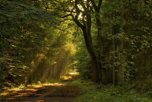 Королевский лес Дин Глостершир Англия