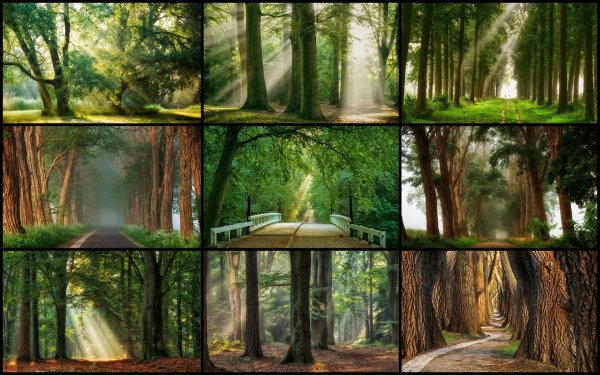 Фотоколлаж лес