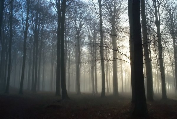 Мрачный лес Слендермен