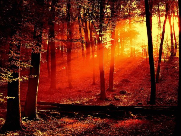 Красный закат в лесу