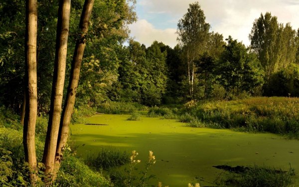 Летняя Лесная Топь болото лес пруд