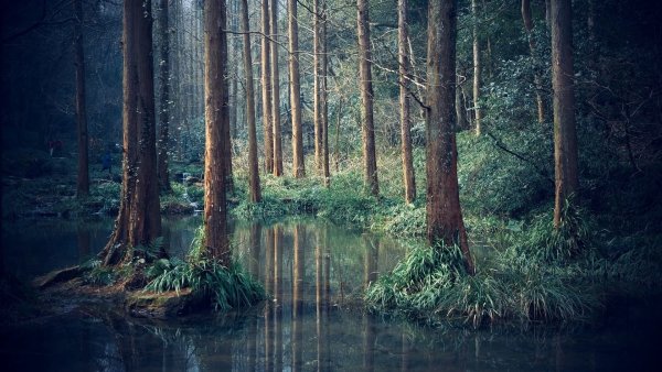 Юрский лес с болотом