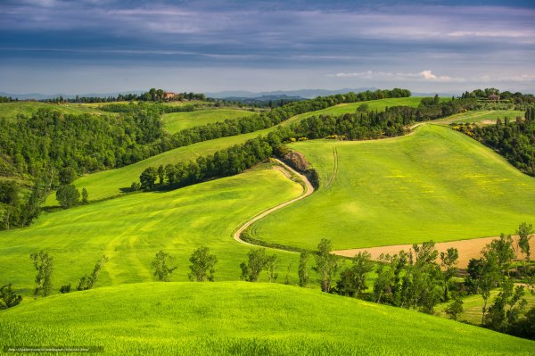 Зеленое поле Тоскана