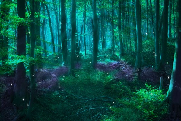Фон лес сказочный темный