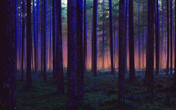 Темный лес Твайлайт Форест