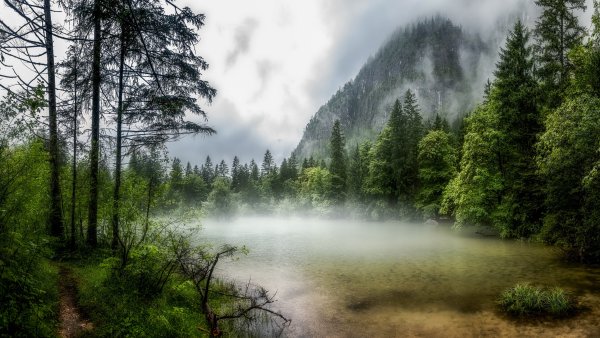Норвегия горы лес туман 4к
