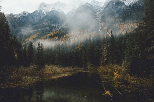 Фон лес туман и горы
