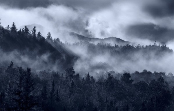 Лес горы туман