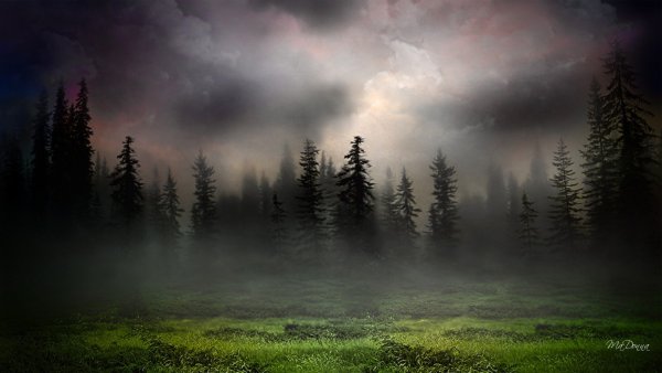 Фон лес туманный