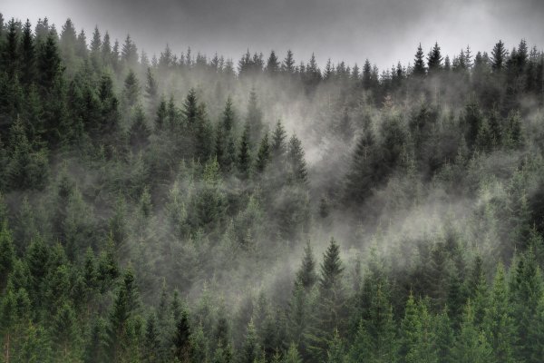 Хвойный лес в тумане