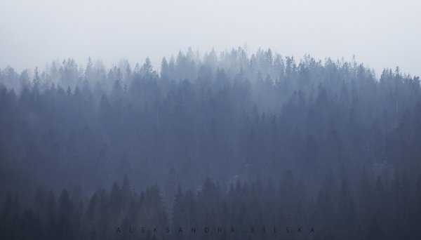Атмосферный лес в тумане