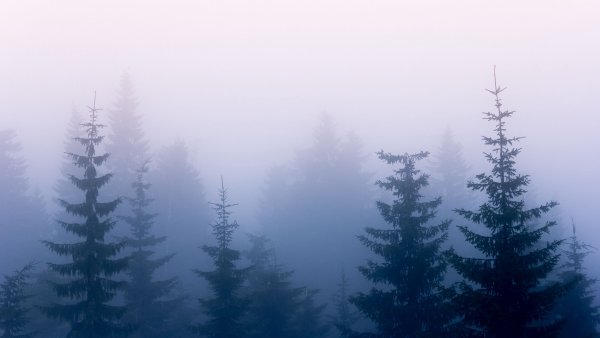 Туманный лес