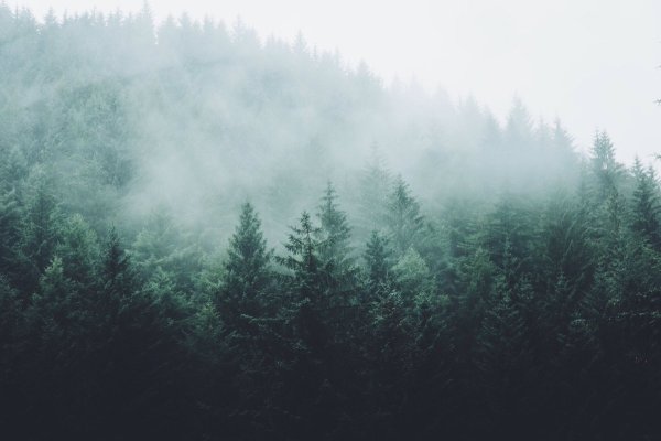 Мисти Форест туманный лес