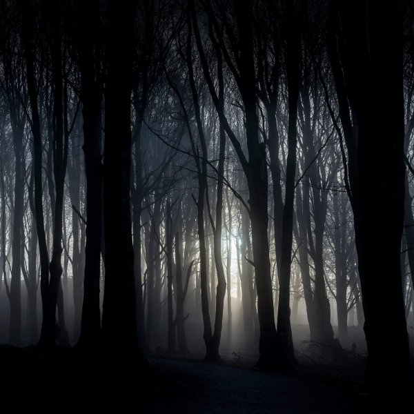 Фон леса ночью