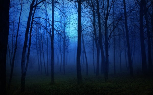 Фон леса ночью страшный