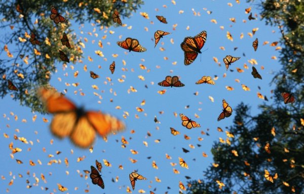 Фон летающие бабочки
