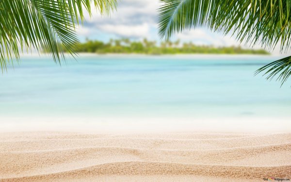 Море пальмы и песок