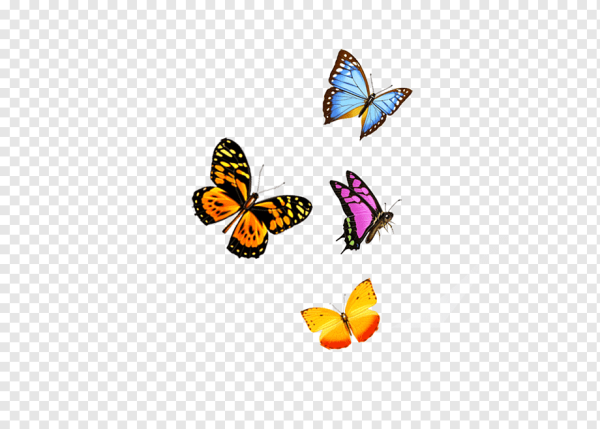 Летящие бабочки на прозрачном фоне
